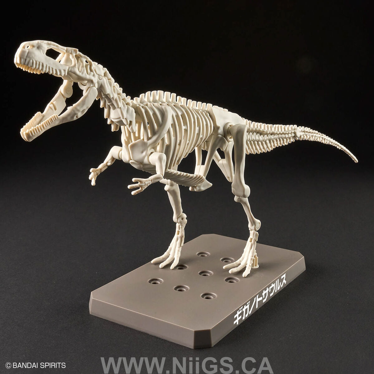 BANDAI Hobby PLANNOSAURUS Giganotosaurus