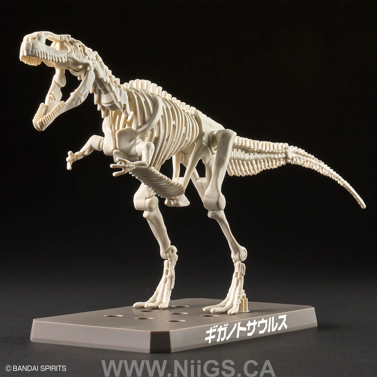 BANDAI Hobby PLANNOSAURUS Giganotosaurus