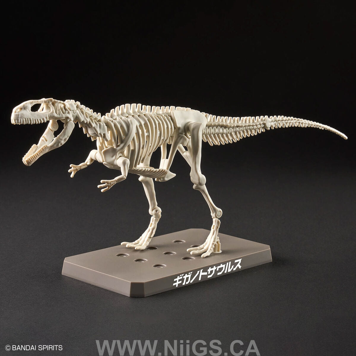 BANDAI Hobby PLANNOSAURUS Giganotosaurus