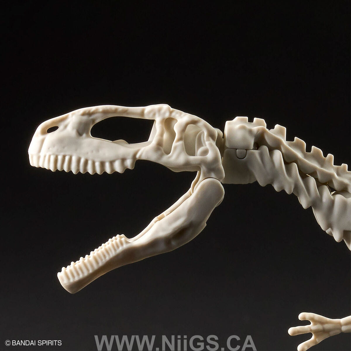 BANDAI Hobby PLANNOSAURUS Giganotosaurus