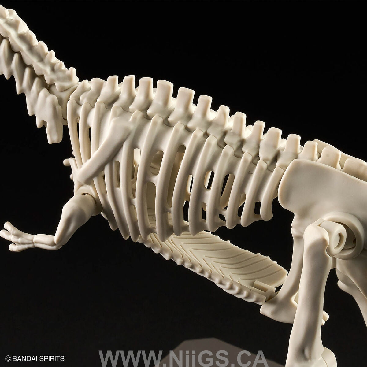 BANDAI Hobby PLANNOSAURUS Giganotosaurus