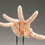 KOTOBUKIYA ARTIST SUPPORT ITEM HAND MODEL