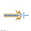 BANDAI HOBBY Figure-rise Standard Amplified KAISERGREYMON