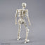 BANDAI HOBBY 30MF DLROSKELETON
