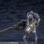 KOTOBUKIYA GOVERNOR PARA-PAWN JUDGE HEAD